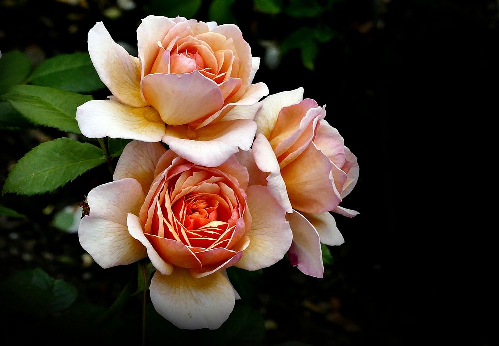 Rose "Grace". Original public domain image from Flickr