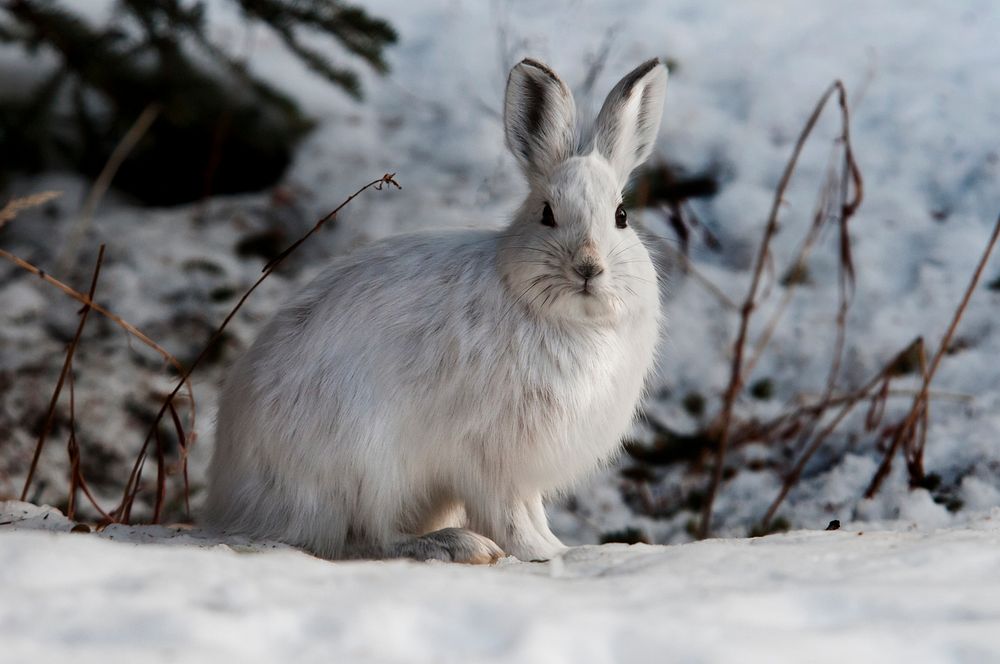 Snowshoe hare. Original public domain image from Flickr