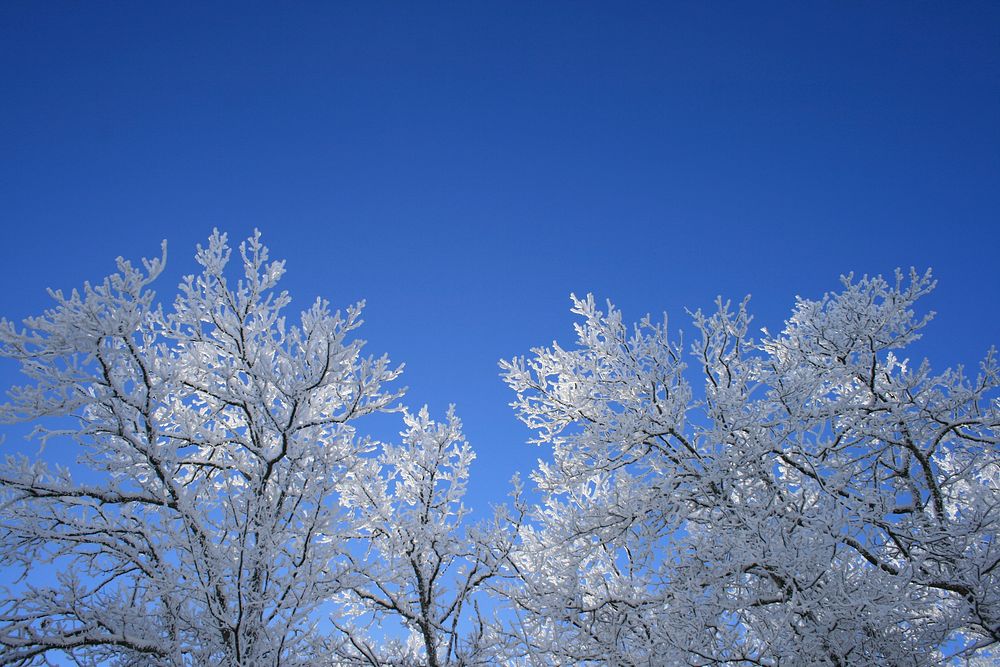 Winter Trees. Original public domain image from Flickr