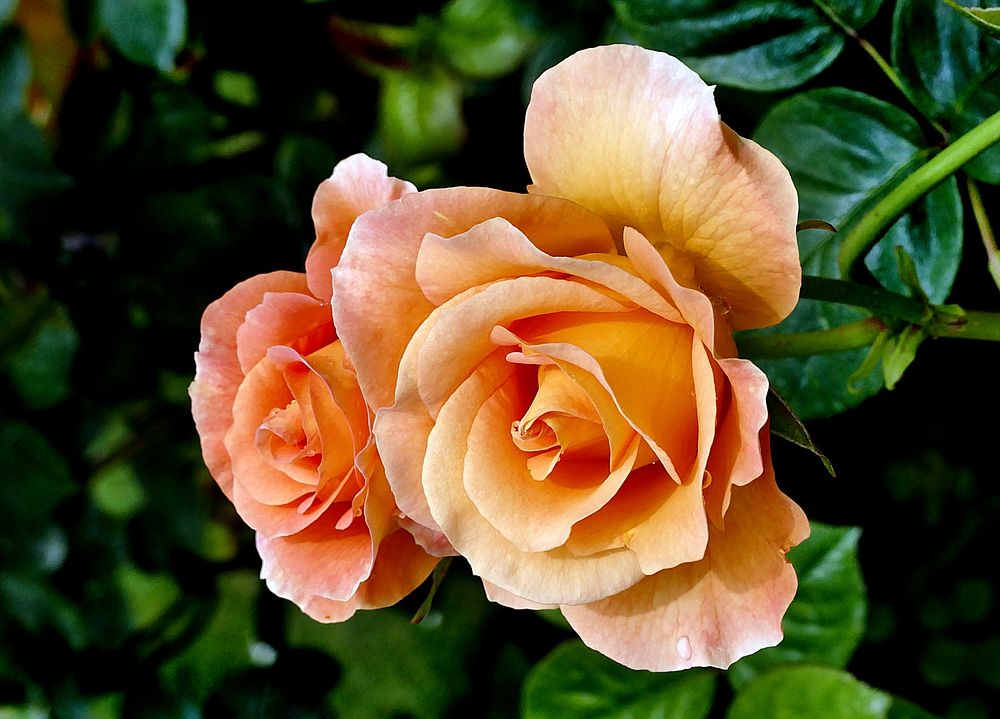 Burma Star Rose.Unfading apricot flowers that grow in upright clusters on a medium to tall bush. Very free flowering.…