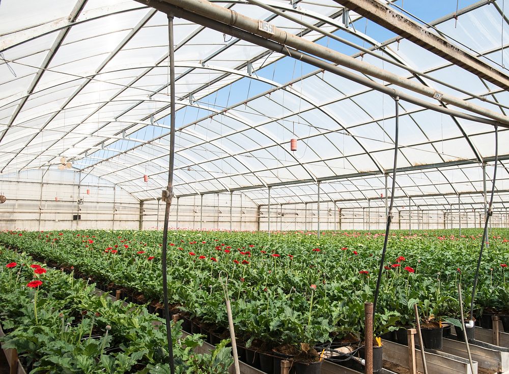 Kitayama Brothers, Inc. (KBI) hydroponic greenhouses with micro irrigation have been in use for years in their 40 acres of…