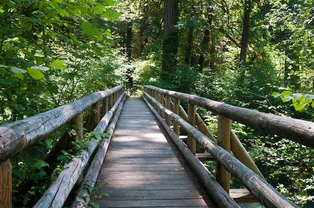 Log Bridge, Willamette National Forest. Original public domain image from Flickr