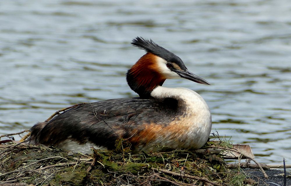 The Australasian crested grebe.