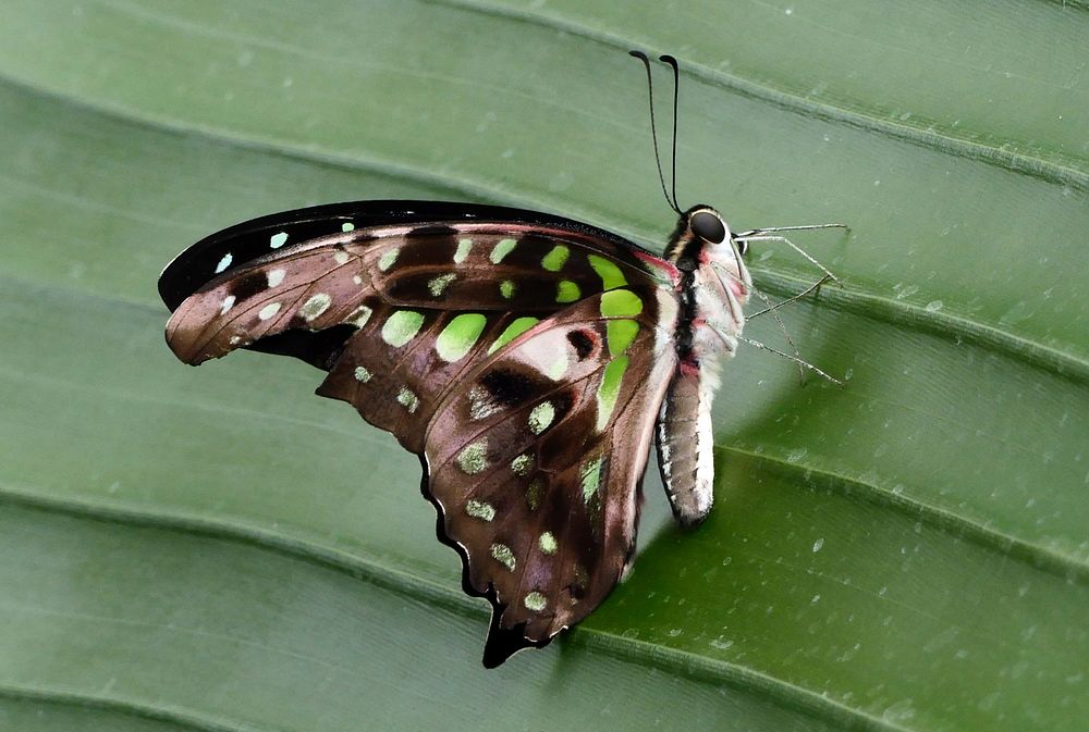 Tailed Jay.(Graphium agamemnon)