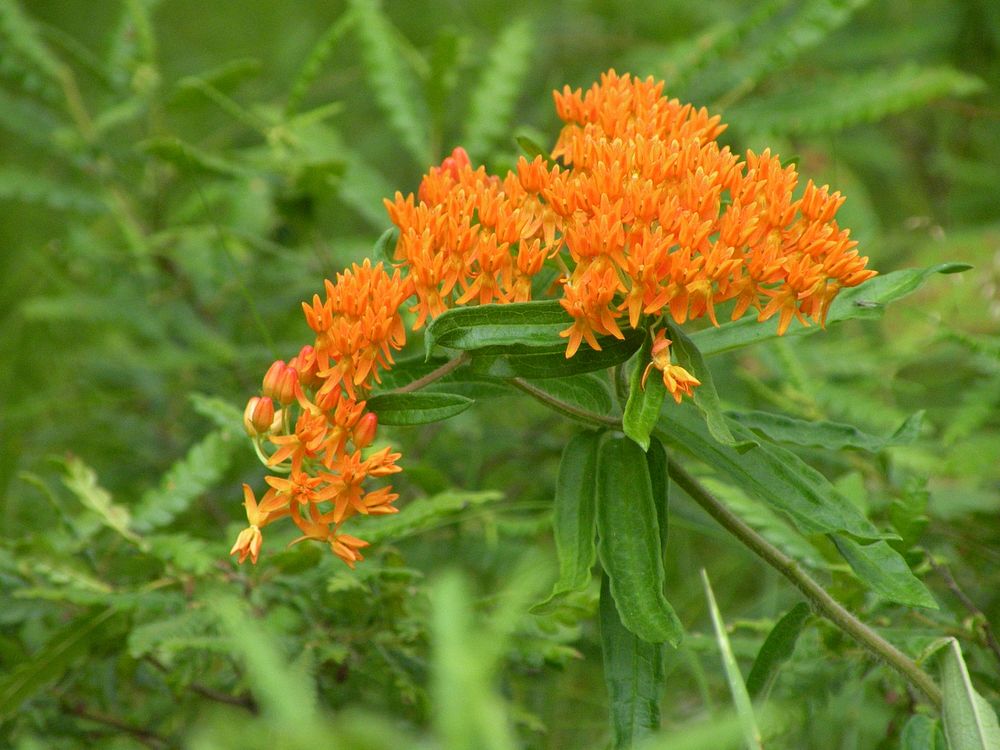 Butterfly Weed. Original public domain image from Flickr