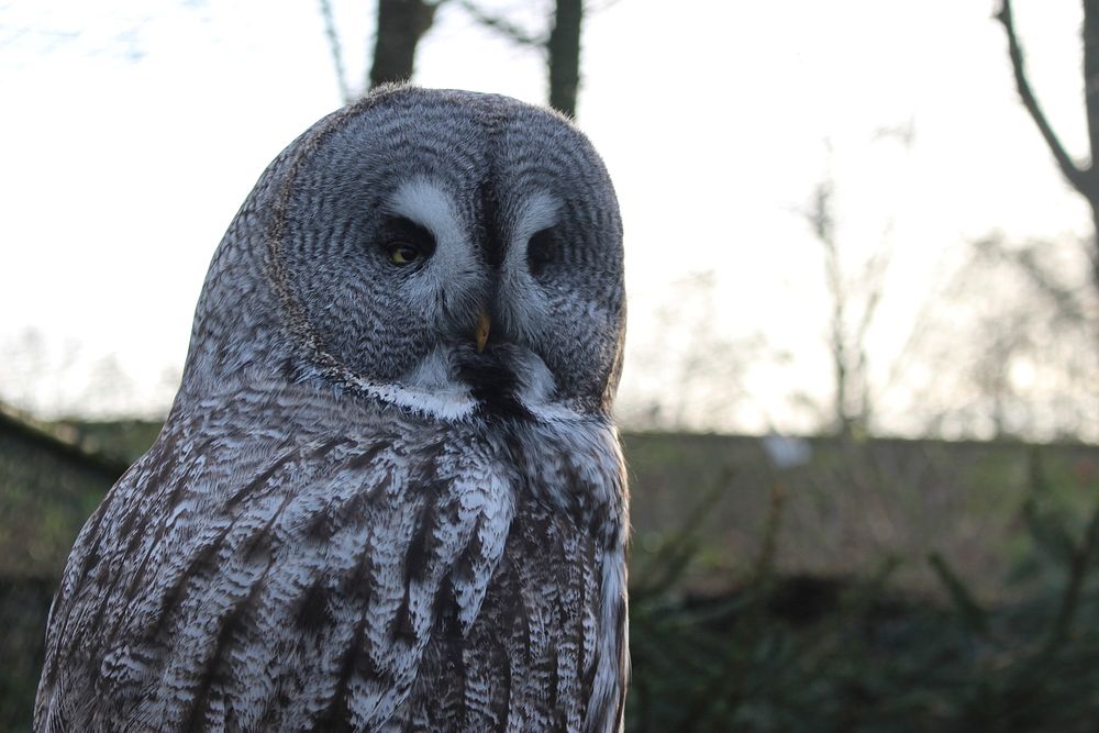 Owl. Original public domain image from Flickr