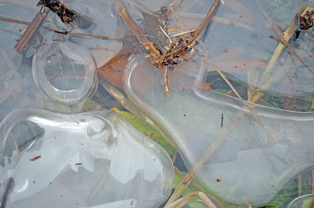 Ice Forming Bubbles. First ice forming on a wetland. Original public domain image from Flickr