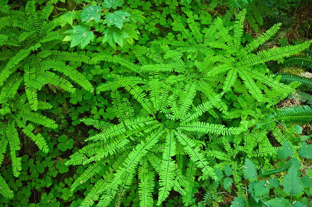 Fern and Clover Detail, Willamette National Forest. Original public domain image from Flickr
