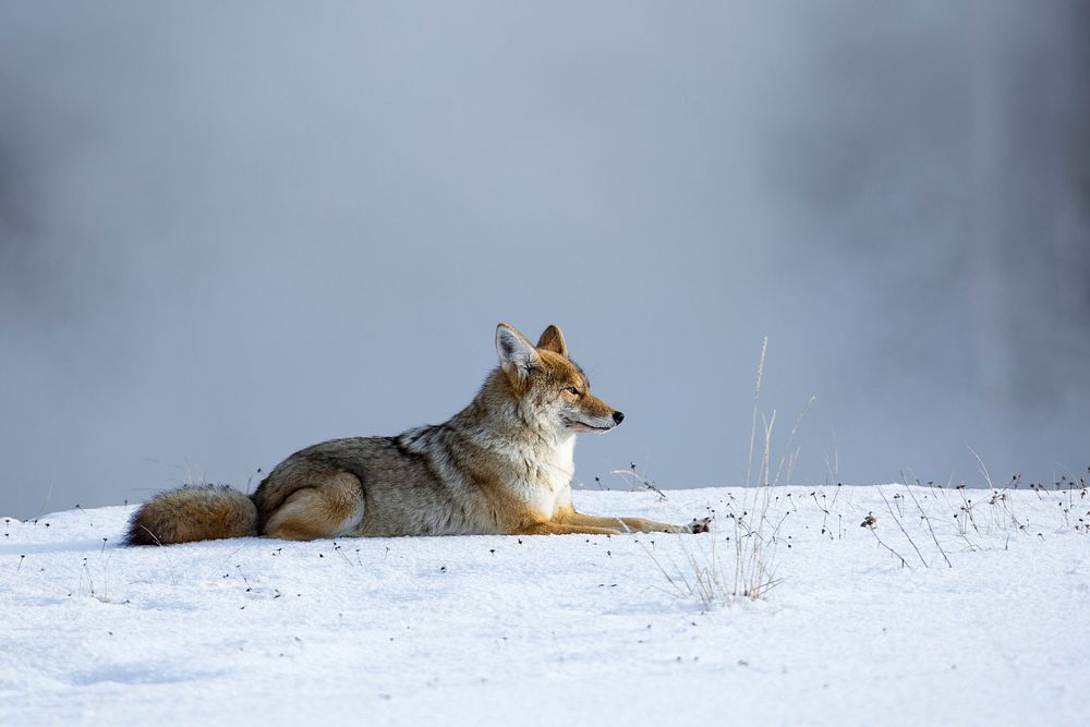 Coyote near Biscuit Basin. Original public domain image from Flickr