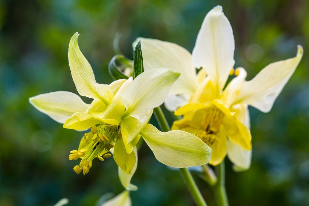 Yellow Columbine - Aquilegia flavescens. Original public domain image from Flickr