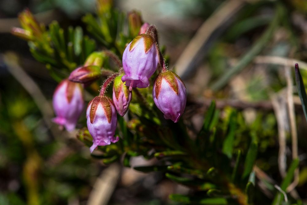 Pink Mountain Heather - Phyllodoce empetriformis. Original public domain image from Flickr