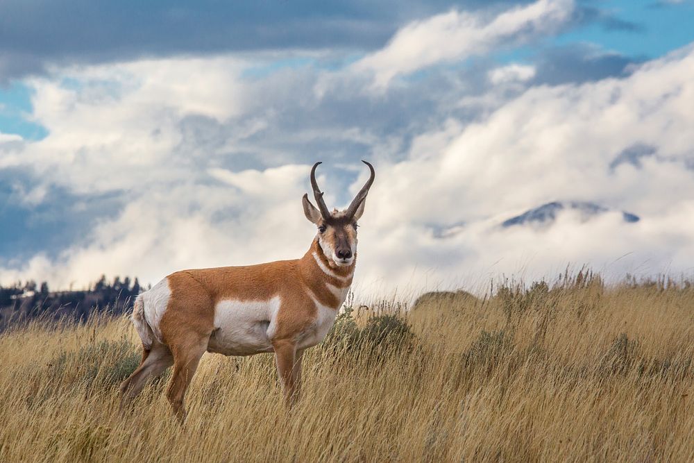 Pronghorn, Blacktail Deer Plateau. Original public domain image from Flickr