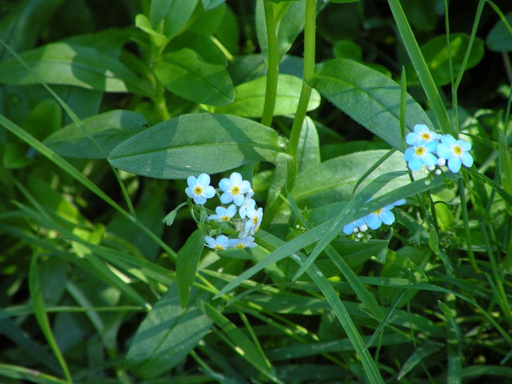 Forget Me Nots. Original public domain image from Flickr