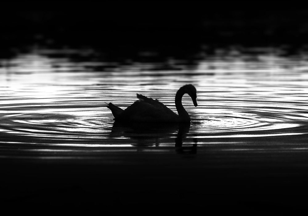 Swimming swan silhouette. Free public domain CC0 image.