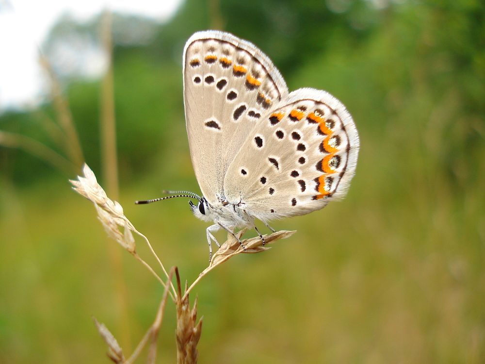 Karner blue butterfly, green background. Original public domain image from Flickr