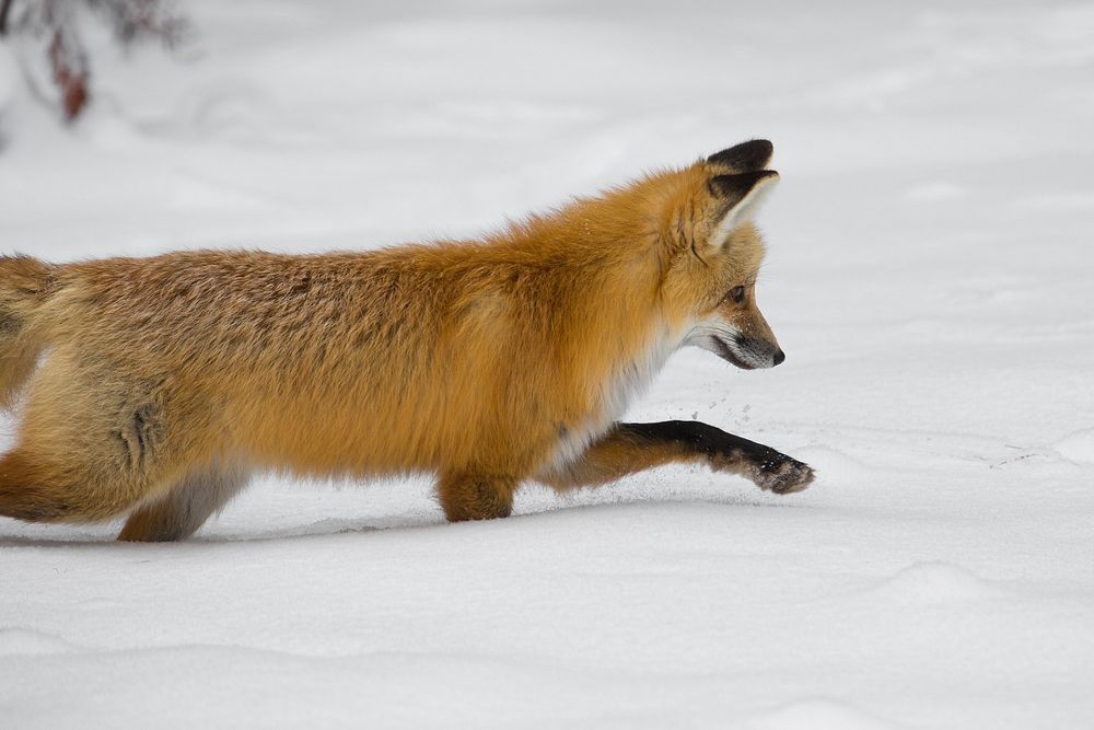 Hunting fox near Hayden Valley. Original public domain image from Flickr