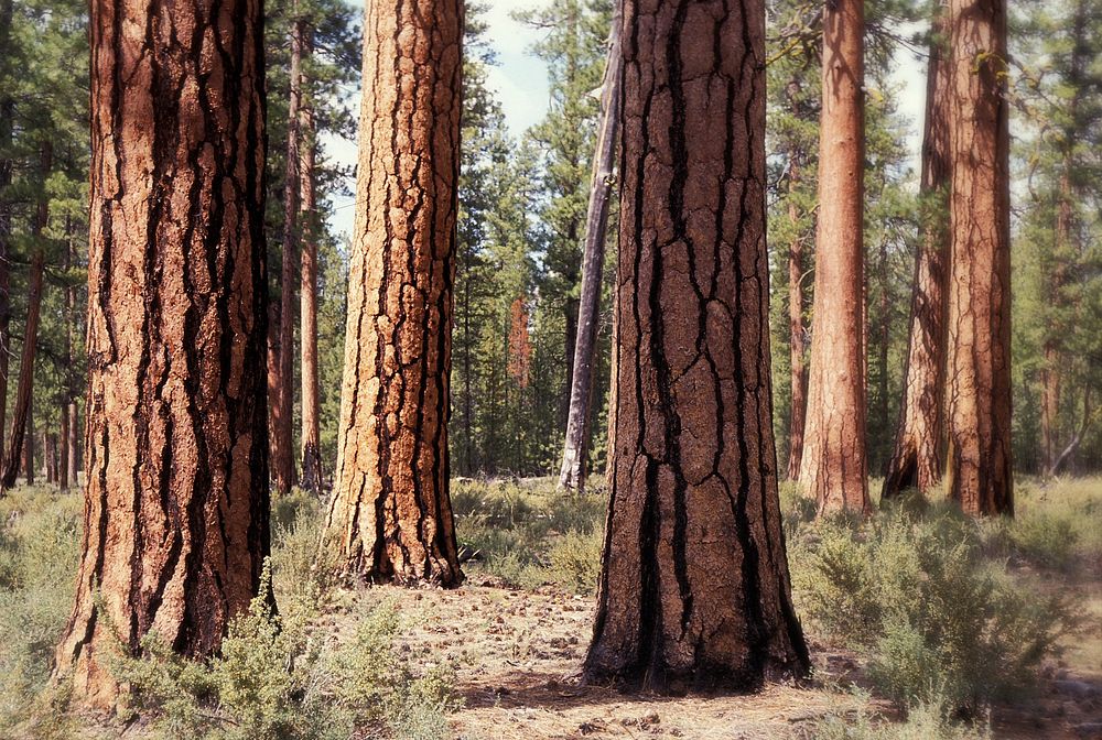 Old Growth Ponderosa Pine Stand-Deschutes, Old Growth Ponderosa Pine Stand on the Deschutes National Forest in Central…