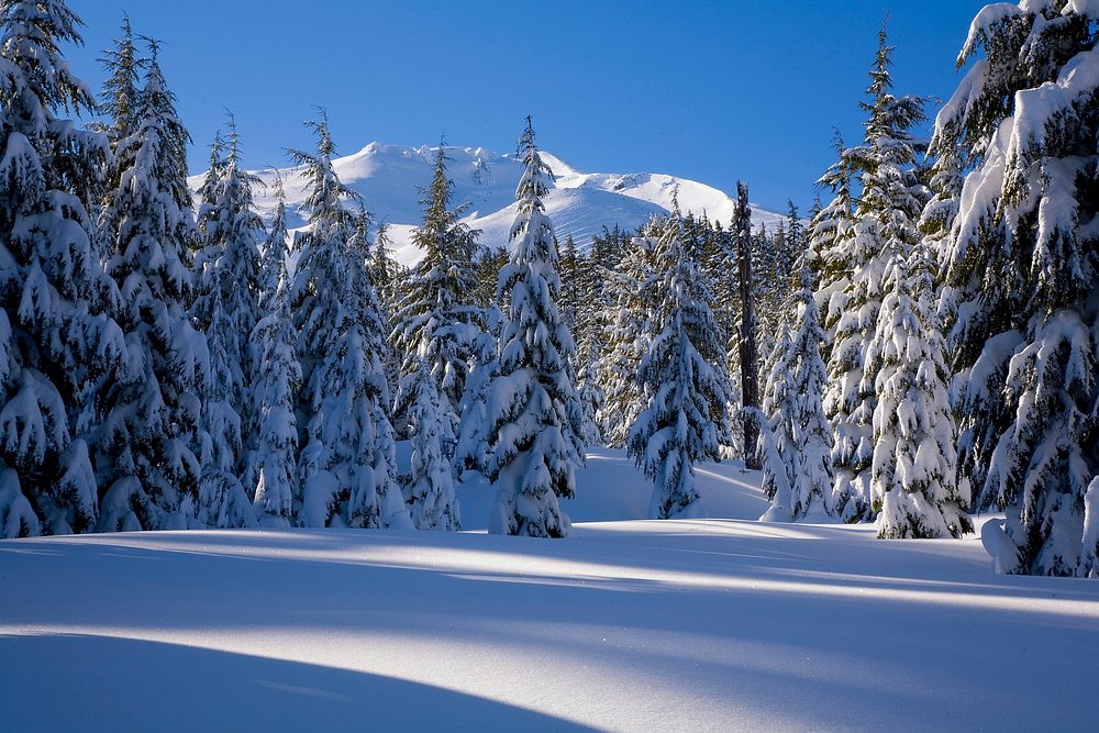 Snow Covered Trees at Mt Bachelor-Deschutes, View of Mt Bachelor and Lodgepole Pine Forest in Winter on the Deschutes…