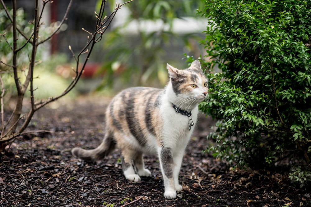 Cute cat in the garden. Free public domain CC0 photo.