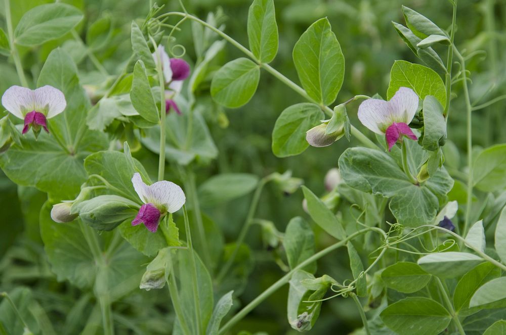 Flowering peas. Ekalaka, MT., July 2013. Original public domain image from Flickr