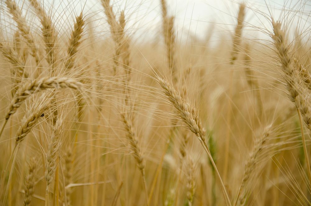 Winter wheat crop, Poplar, MT. July 17, 2012. Original public domain image from Flickr