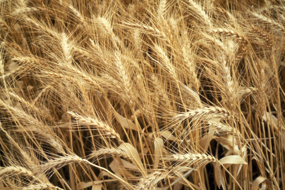 Close-up of wheat. Original public domain image from Flickr