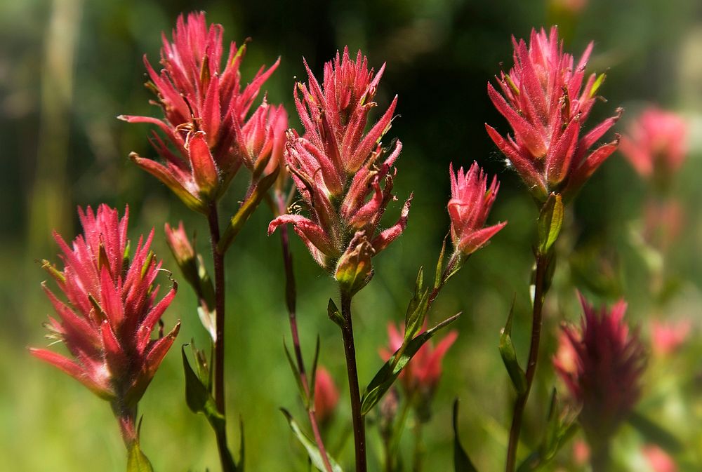 Red Indian Paintbrush-Unknown. Original public domain image from Flickr