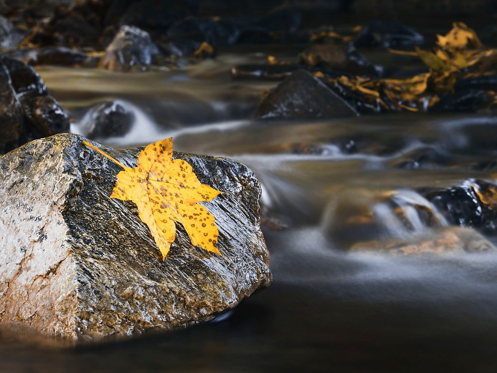Autumn maple leaf on waterfall rock. Free public domain CC0 photo.