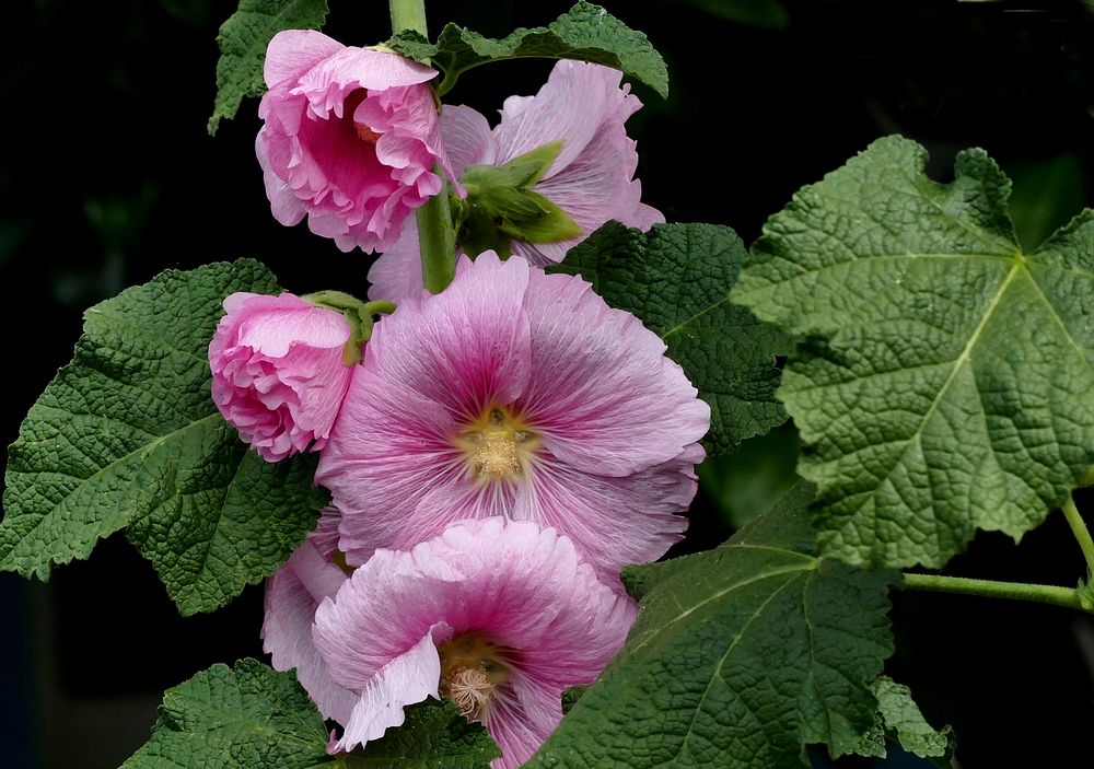 Growing hollyhocks (Alcea rosea) in the garden is the goal of many gardeners who remember these impressive flowers from…