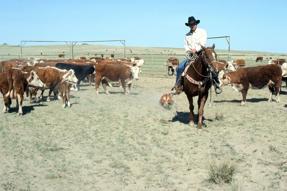Working and branding cows near Circle, MT. June 1977. Original public domain image from Flickr