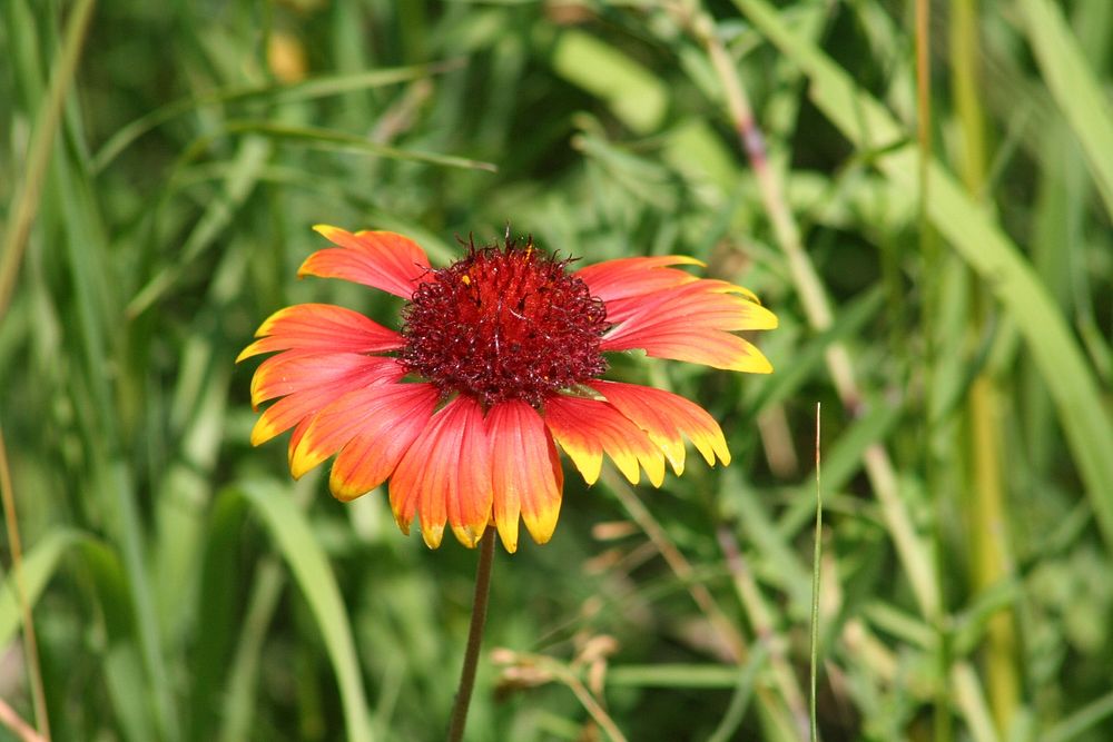 Gaillardia, blanketflower. Original public domain image from Flickr