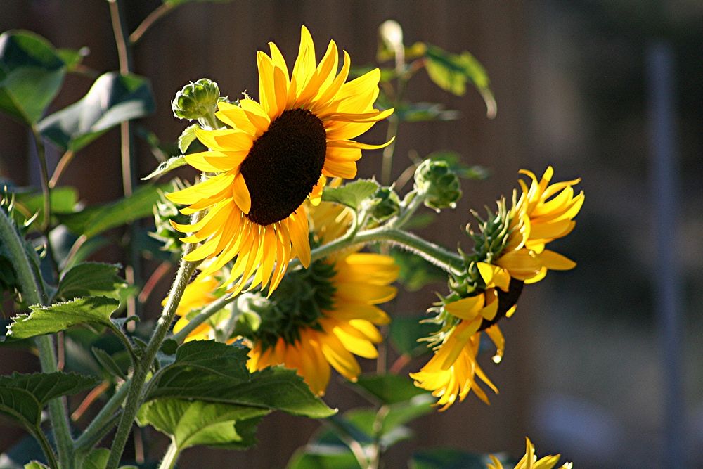 Helianthus annuus, common sunflower. Columbus, Montana. August 3, 2006. Original public domain image from Flickr