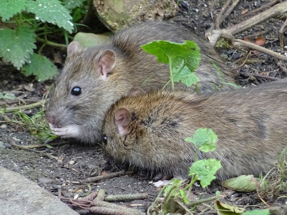 Wild Brown Rats. Original public domain image from Flickr