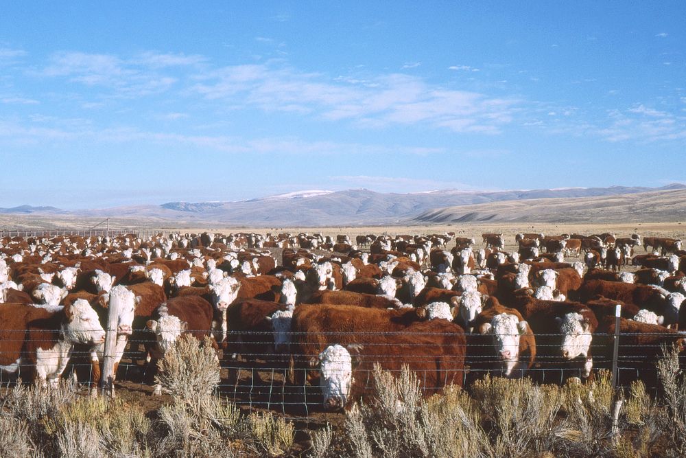 Cows in Beaverhead County, February 1991. Original public domain image from Flickr