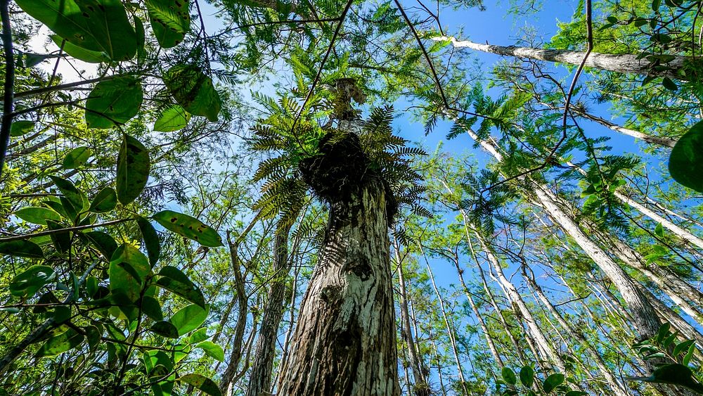 Nature forest background. Original public domain image from Flickr