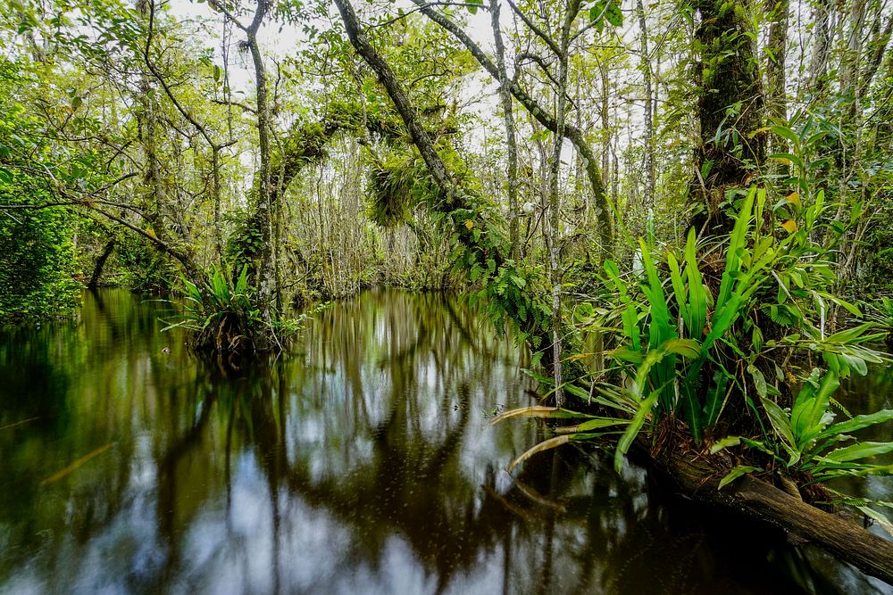 Pond in the woods. Original public domain image from Flickr