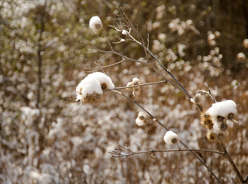 A plant covered with snow. Bozeman, MT. April 2013. Original public domain image from Flickr