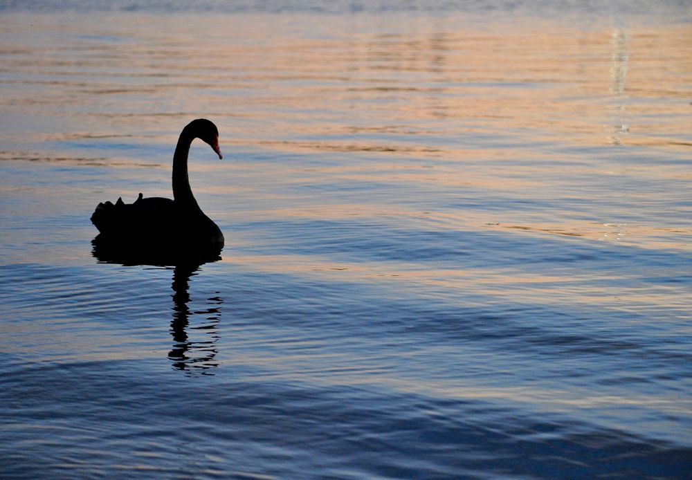 Swan on Lake Burley Griffin.