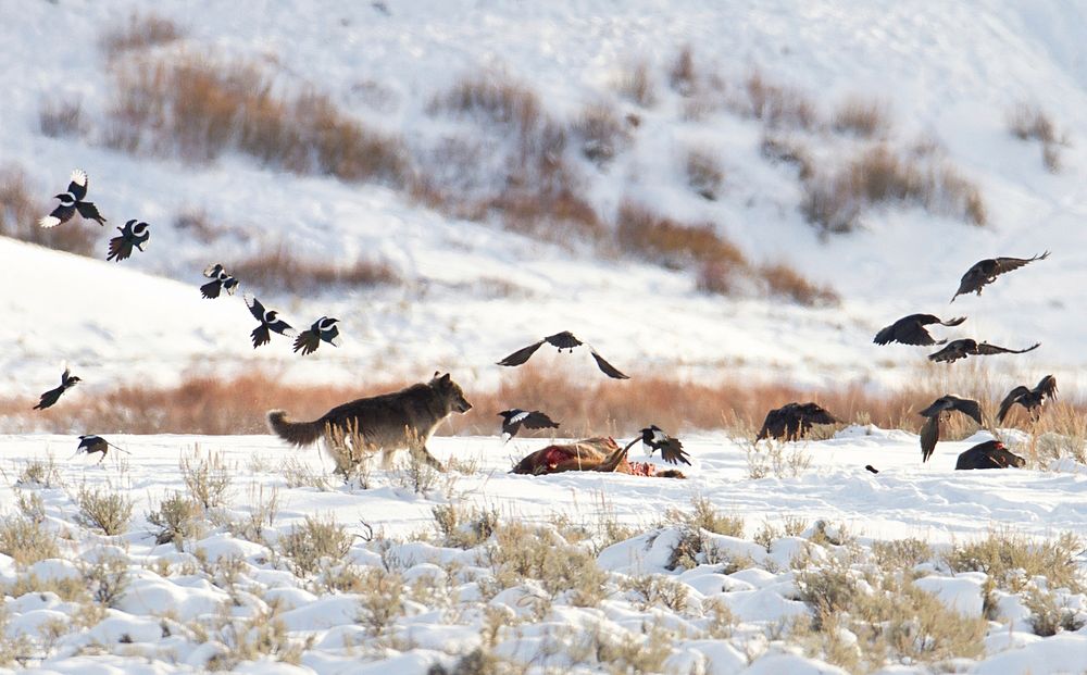 Wolf, magpies, and ravens at carcass near Soda Butte by Jim Peaco. Original public domain image from Flickr