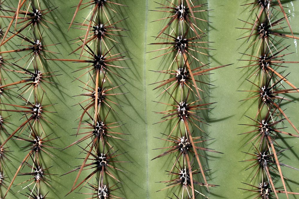 Saguaro cactus. NPS photo. Original public domain image from Flickr