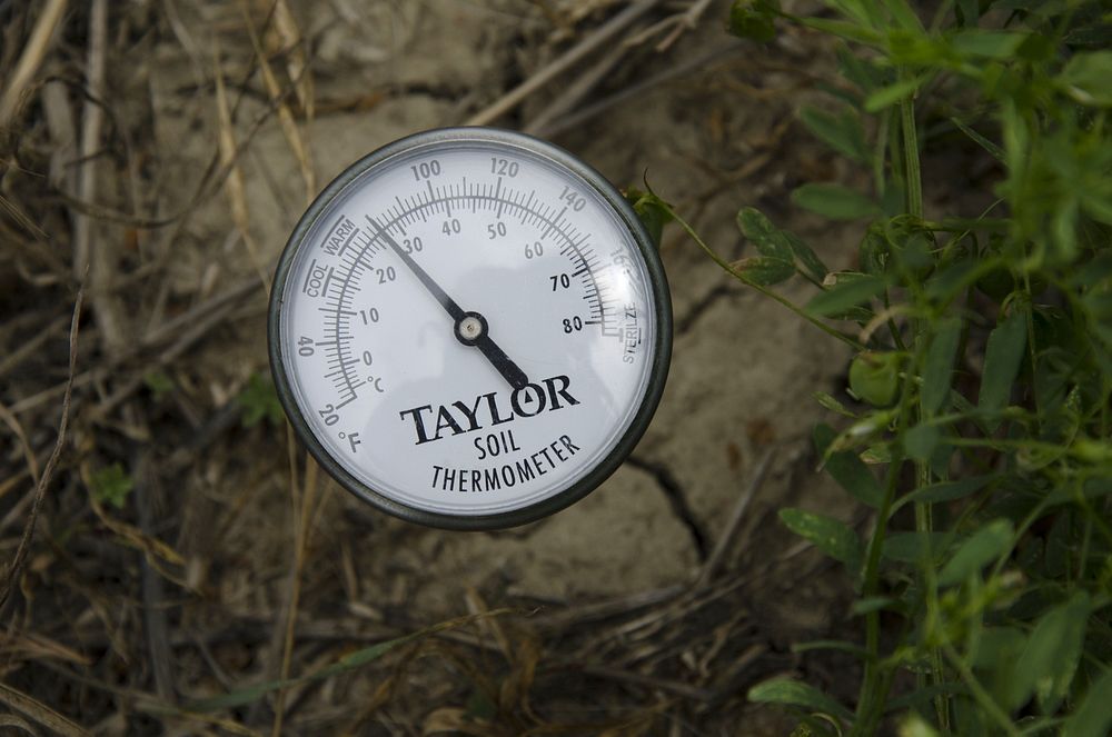Thermometer showing soil temperature unshaded in a crop of lentils. Ekalaka, MT., July 2013. Original public domain image…