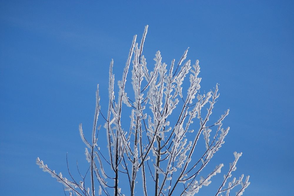 Heavy frost on trees in Manhattan, Montana. December 24, 2010. Original public domain image from Flickr