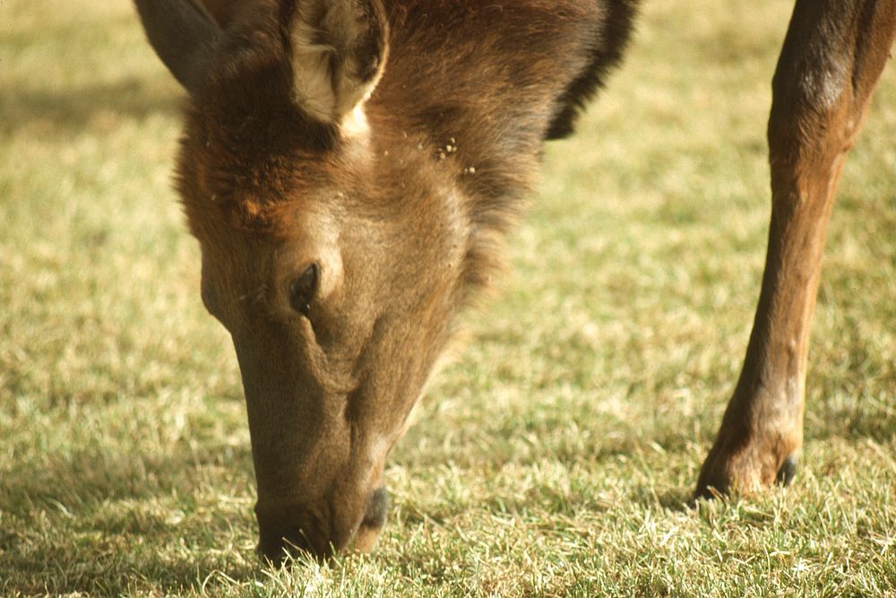 Close-up of cow elk eating grass, October 1992. Original public domain image from Flickr