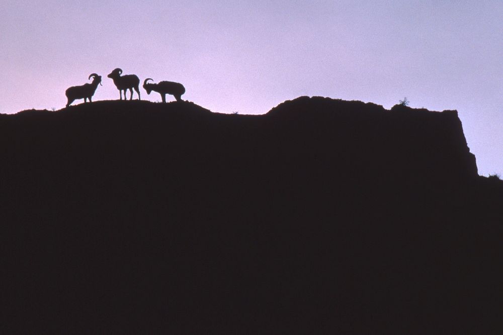 Bighorn sheep silhouetted on ridge. Original public domain image from Flickr