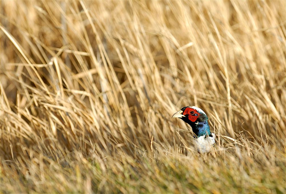 Pheasant hiding in tall grass. October 2006. Original public domain image from Flickr
