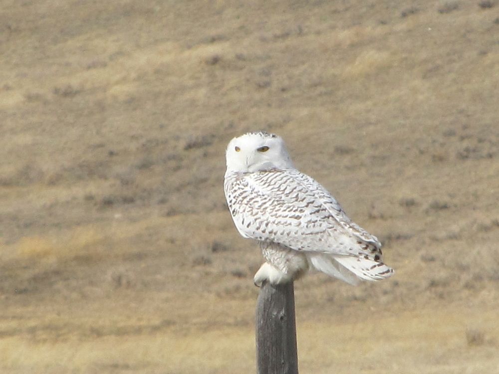 Snowy owl in Phillips County, MT, March 2012. Original public domain image from Flickr