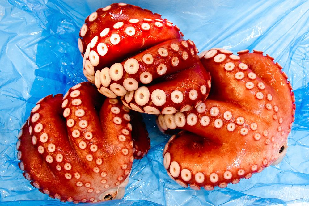 Octopus. Free public domain CC0 photo.