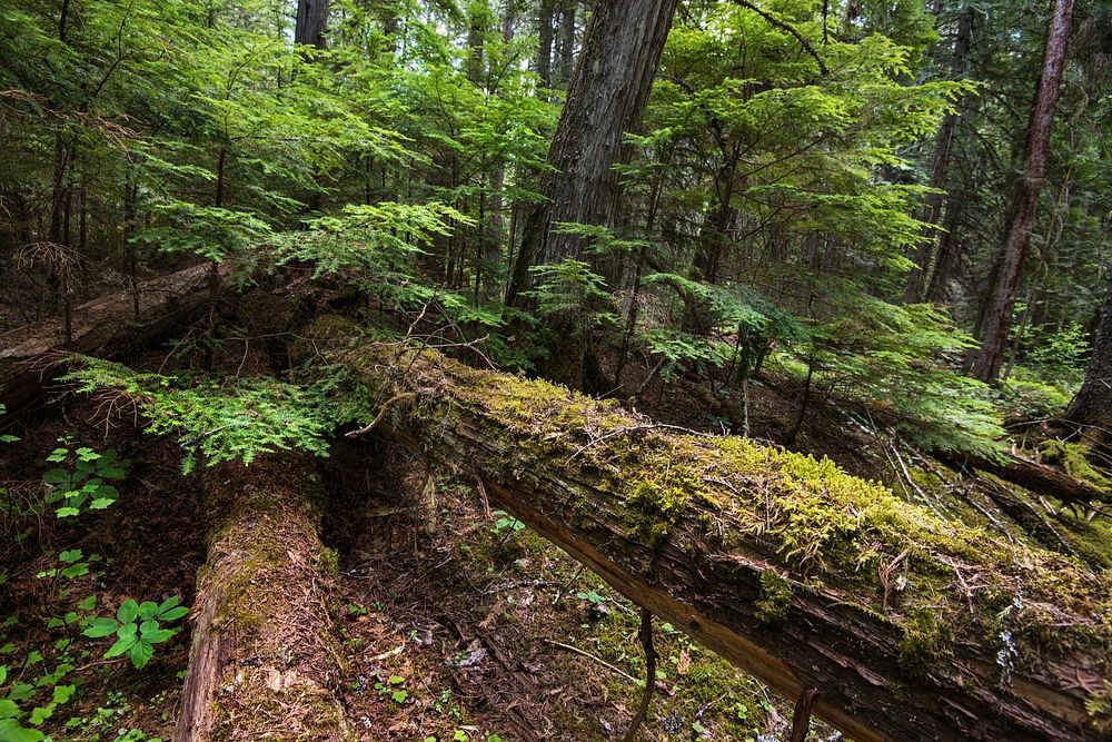 Forest Floor- Alternative View of Fallen Log. Original public domain image from Flickr