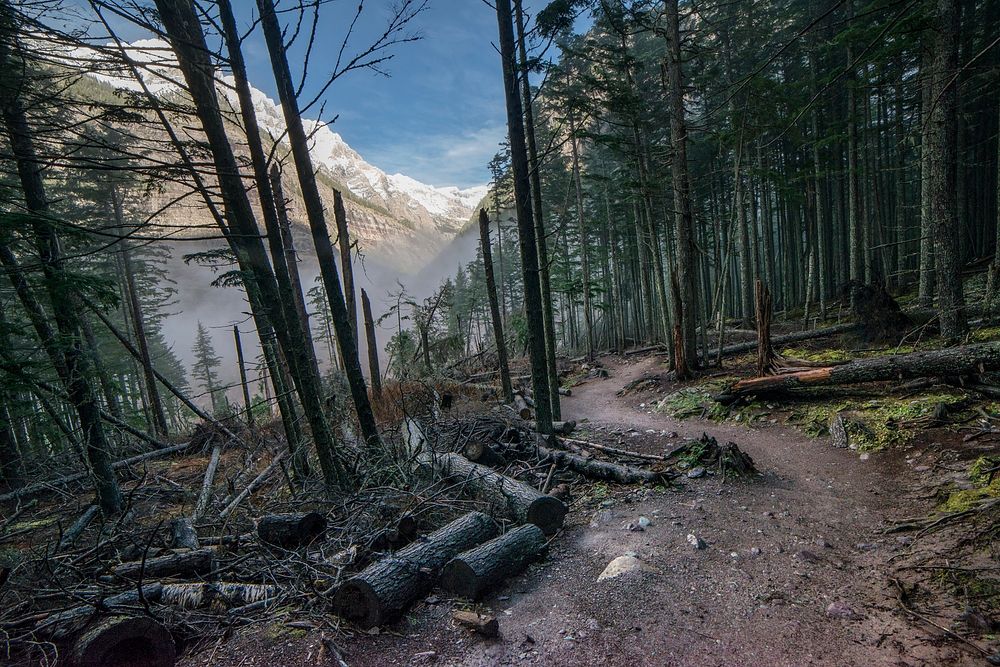 Avalanche Lake- Path In The Woods. Original public domain image from Flickr
