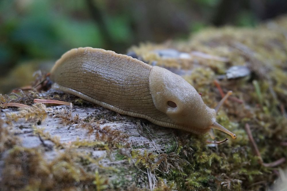 Slug. Original public domain image from Flickr